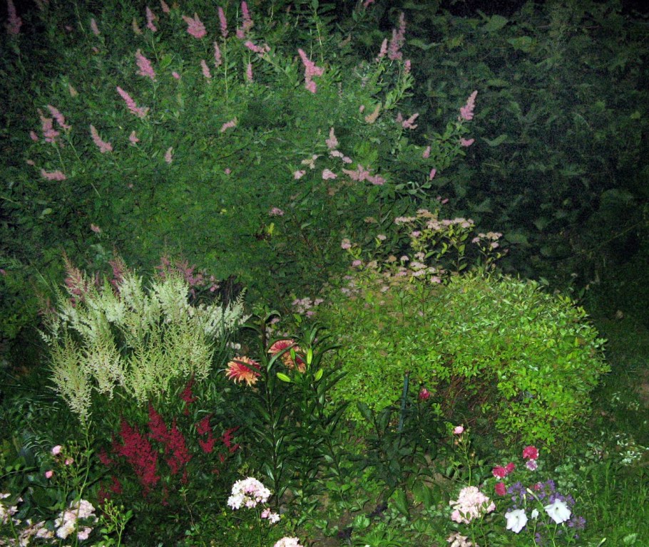 Лапчатка и спирея