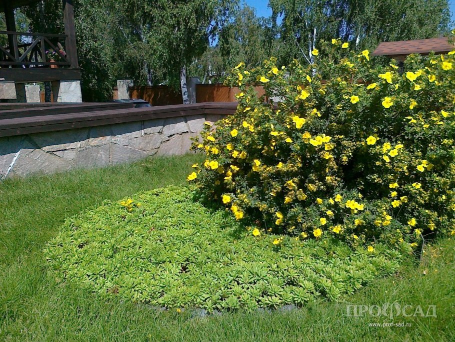 Лапчатка кустарниковая Голдфингер Живая изгородь