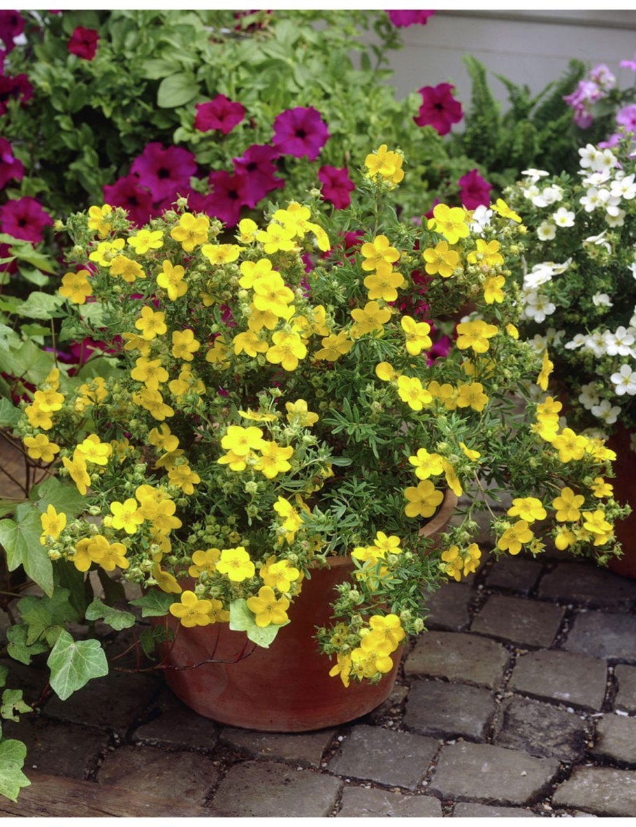 Лапчатка на клумбе