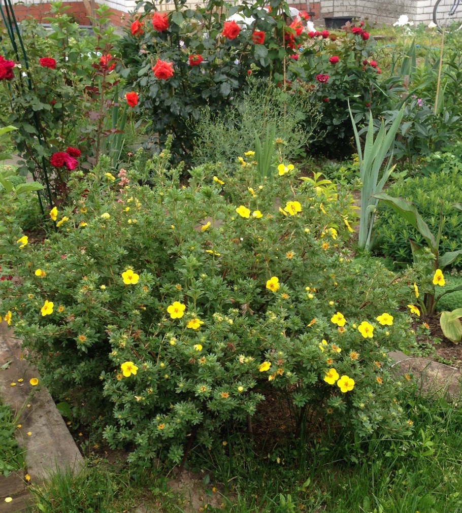 Дерен и лапчатка