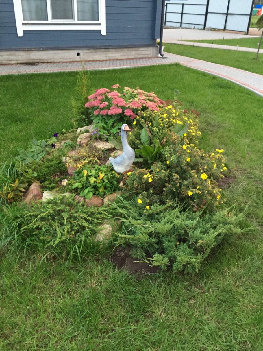 Лапчатка на альпийской Горке