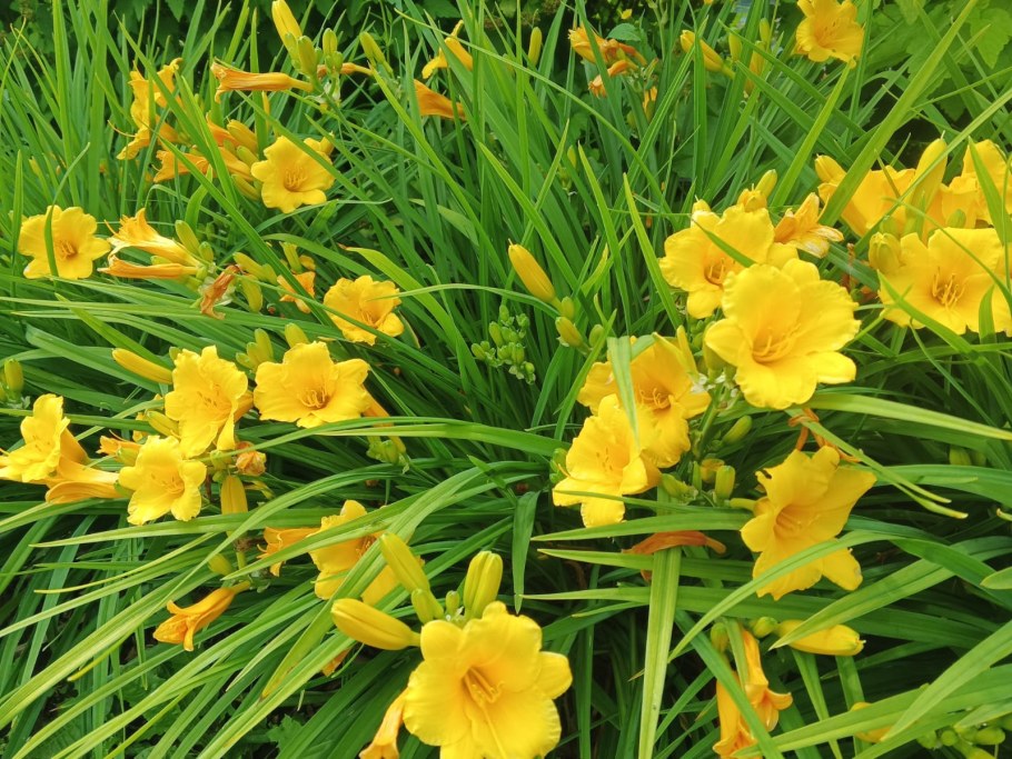 Hemerocallis hybrida Stella de Oro