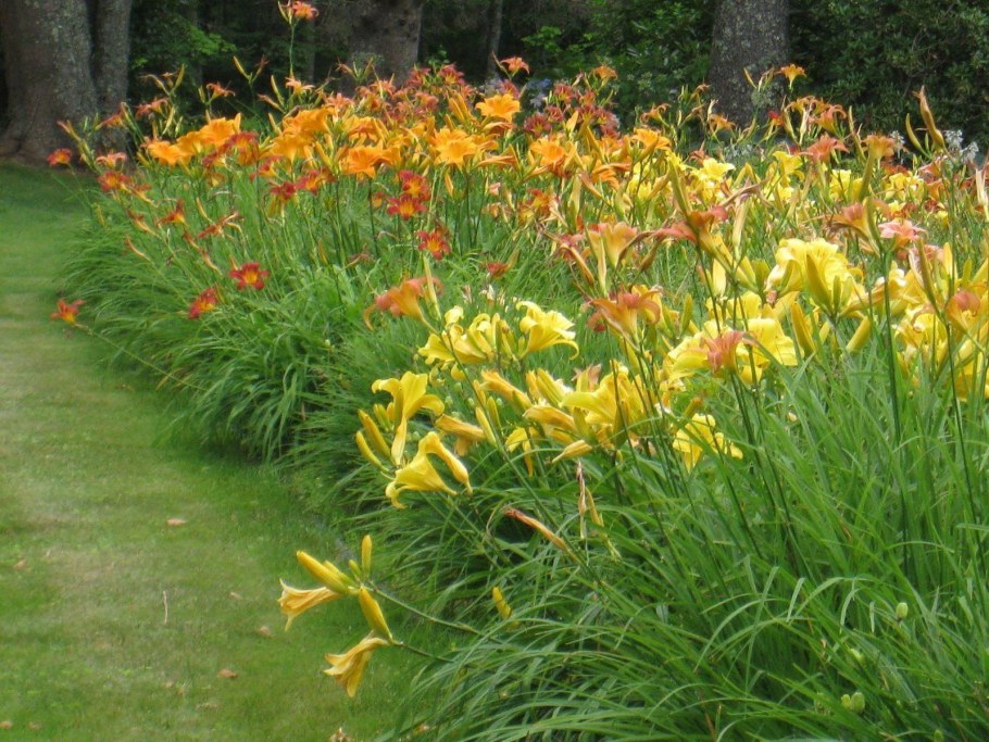 Яблони хосты лилейник