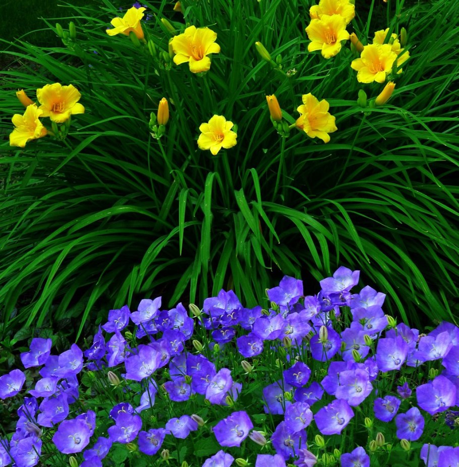 Лилейники ирисы колокольчики