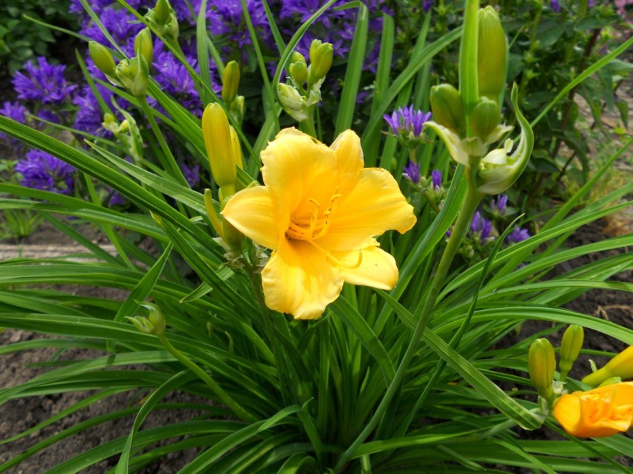 Лилейник ранний