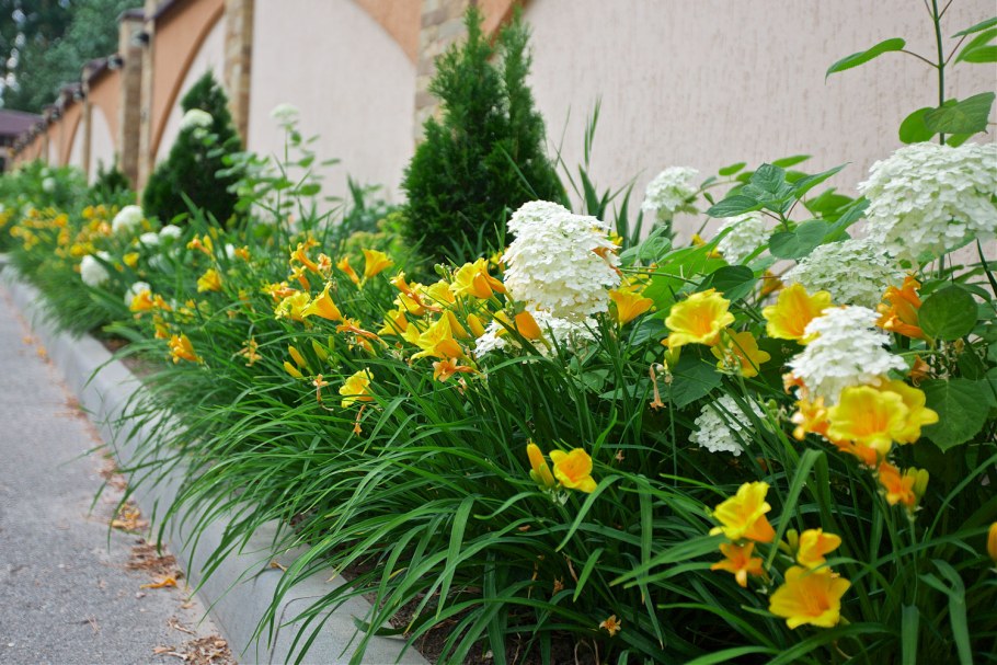 Лилейник Стелла де Оро в ландшафтном дизайне