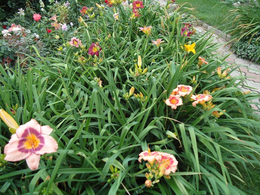 Лилейник ЭГГ Йорк