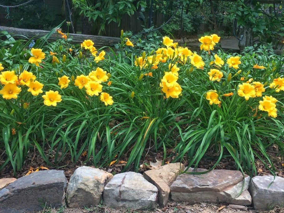 Лилейник бордюрный желтый