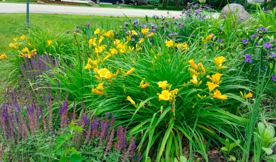 Лилейник снайпер куст