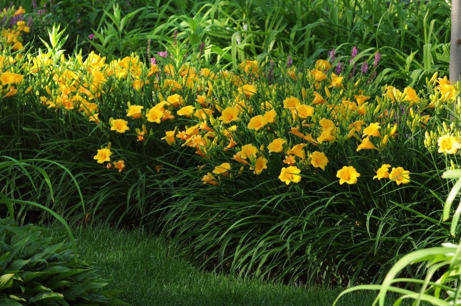 Лилейник Стелла де Оро