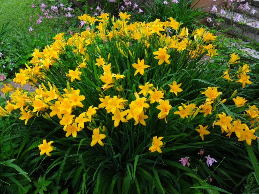 Лилейник Миддендорфа