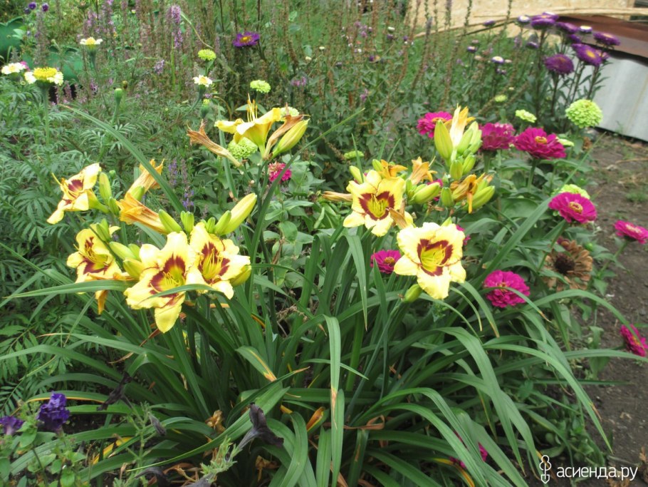 Лилейник и лилии вместе