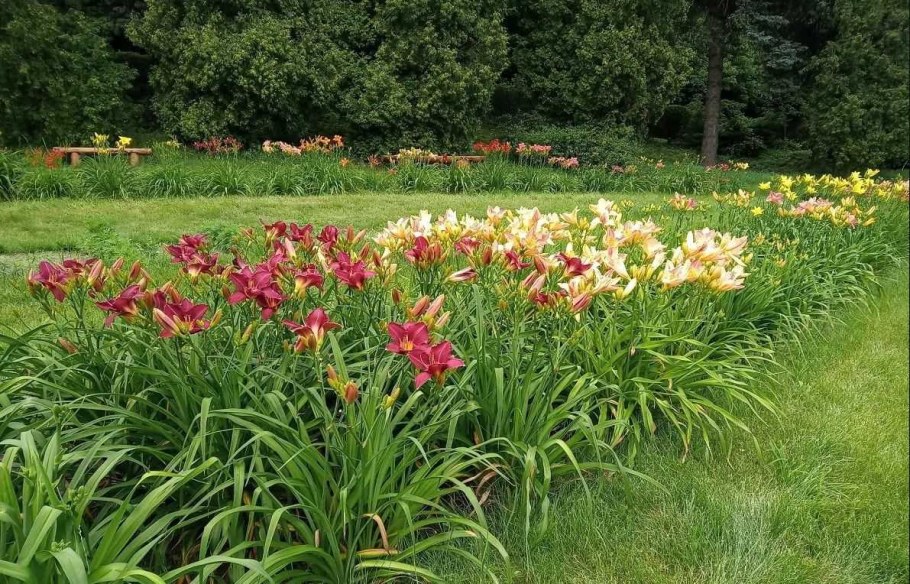 Лилейник гемерокаллис