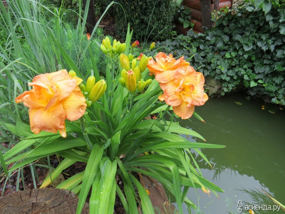 Лилейник флорист