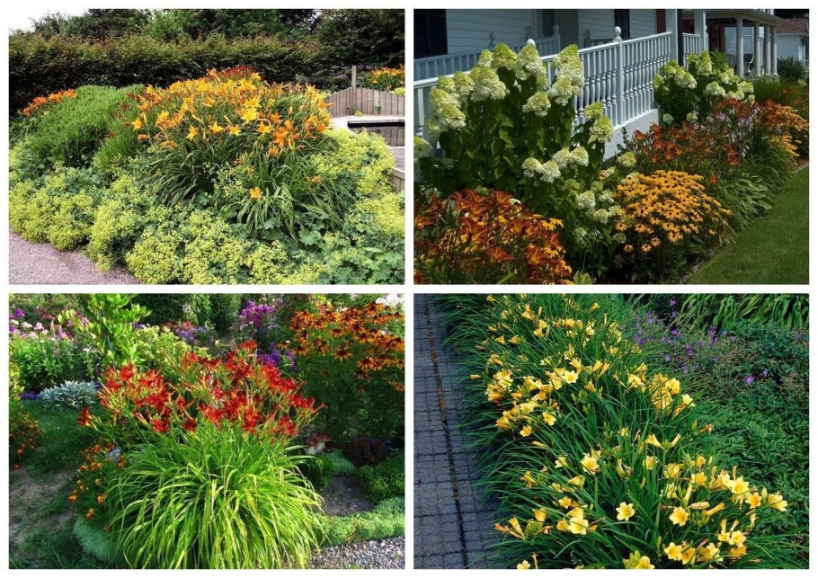 Лилейники в ландшафтном дизайне