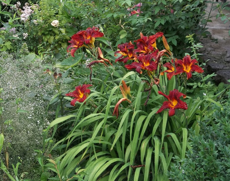 Рябчик лилейник