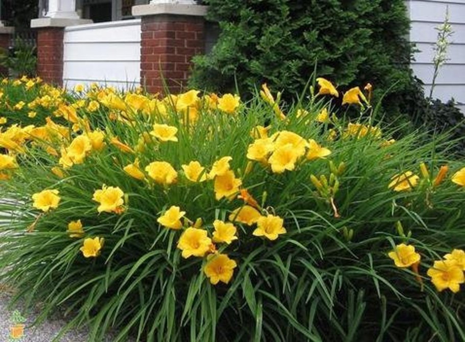 Лилейник гибридный Stella de Oro