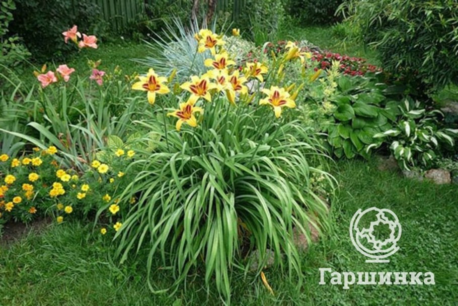 Лилейник гибридный Интрэпмент