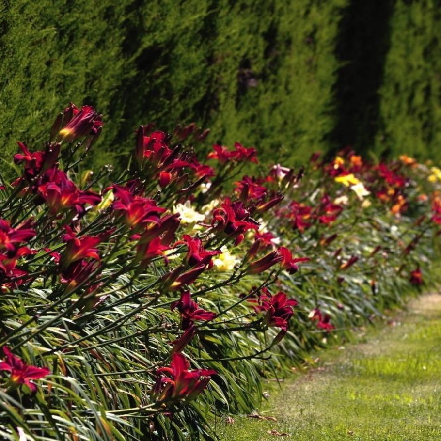 Рабатка Тунберга