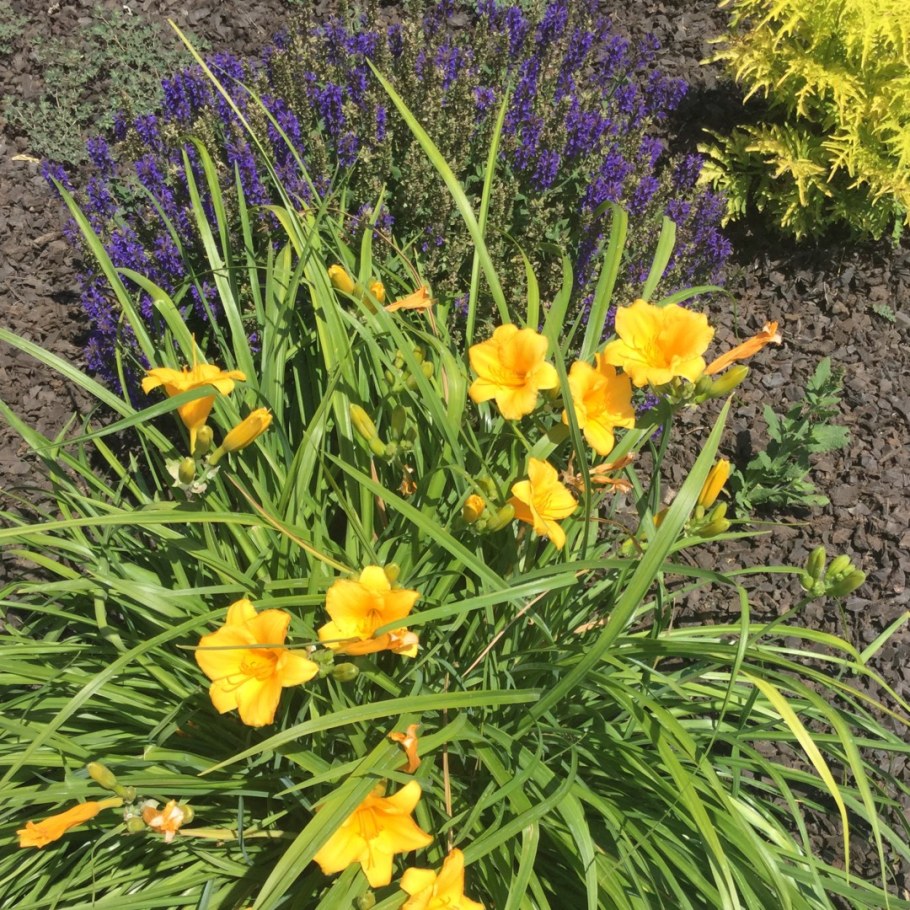 Лилейник мини Стелла