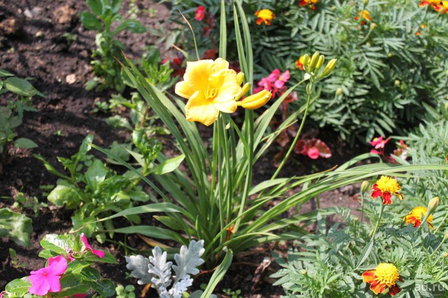 Лилейник Стелла доро