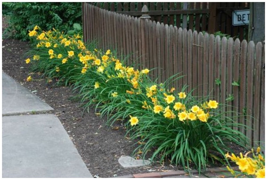 Хоста ирисы лилейник клумба