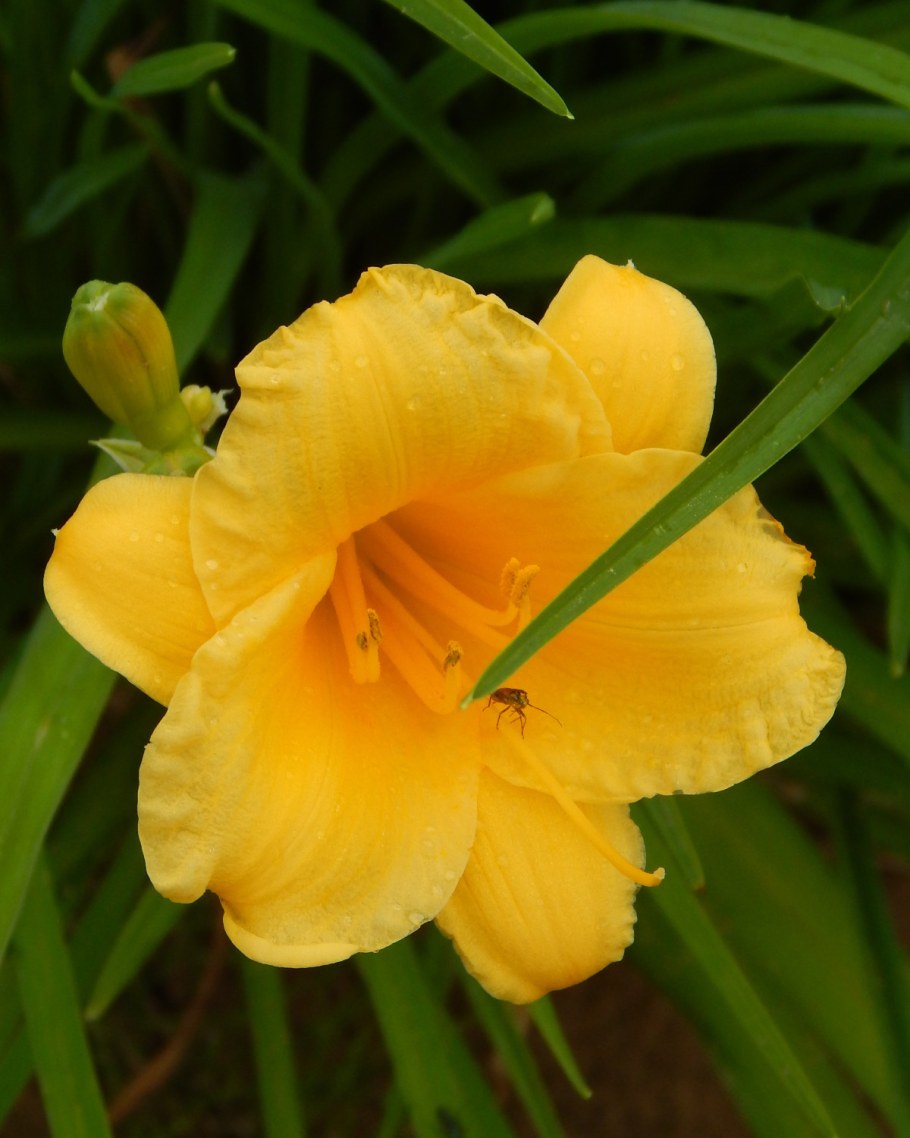 Лилейник Stella de Oro