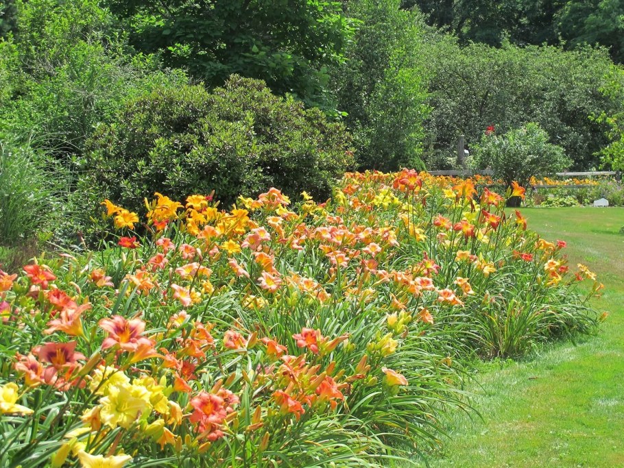 Лилейник в лесу