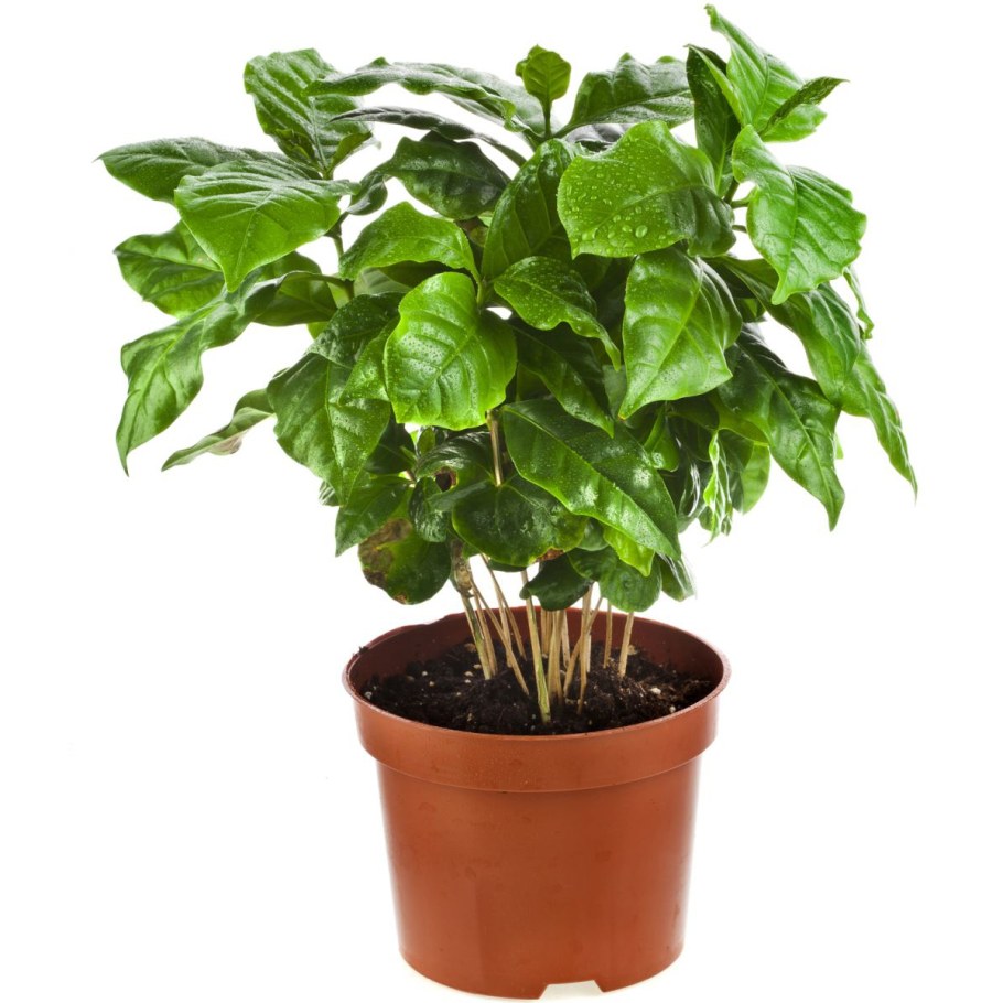 Комнатное растение Coffea Arabica