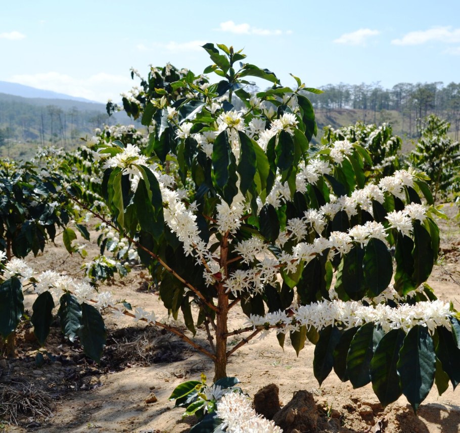 Coffea Arabica плантации