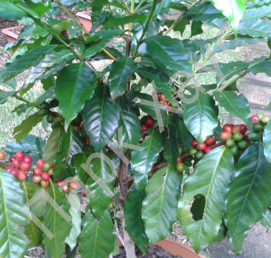Coffea Arabica растение