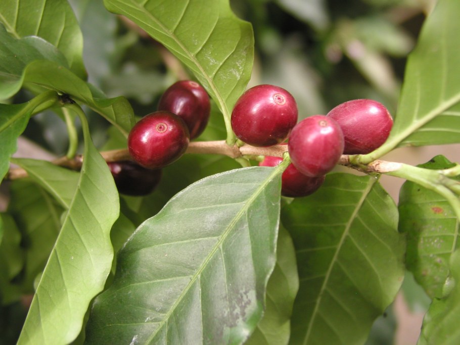 Кофе Аравийский Арабика