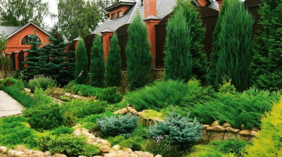 Туя Смарагд и Даника в ландшафте