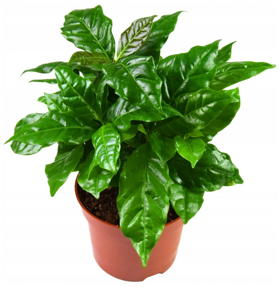 Кофе Arabica растение Горшечное