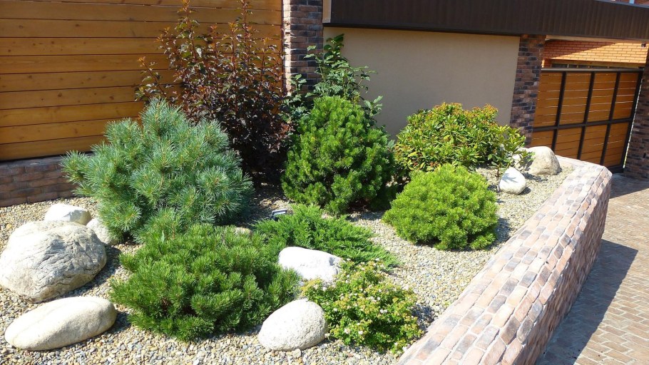 Сосна Пумилио Горная миксбордер