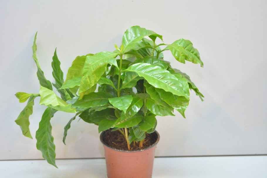 Coffea Arabica цветок