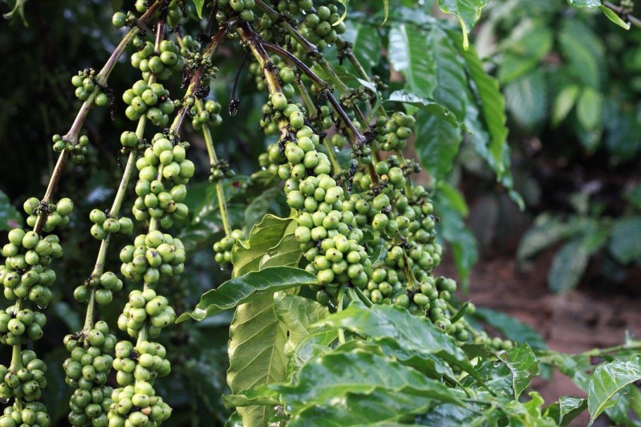 Кофейное дерево Арабика