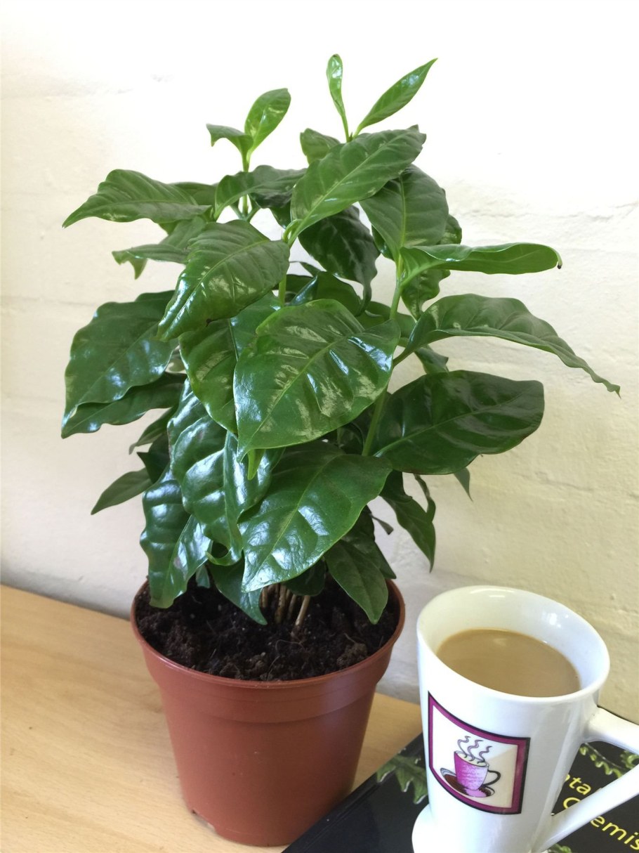 Кофейного дерева кофе Аравийский