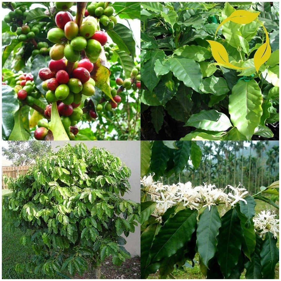 Кофе Аравийский Арабика