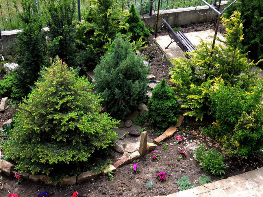 Туя Западная ericoides