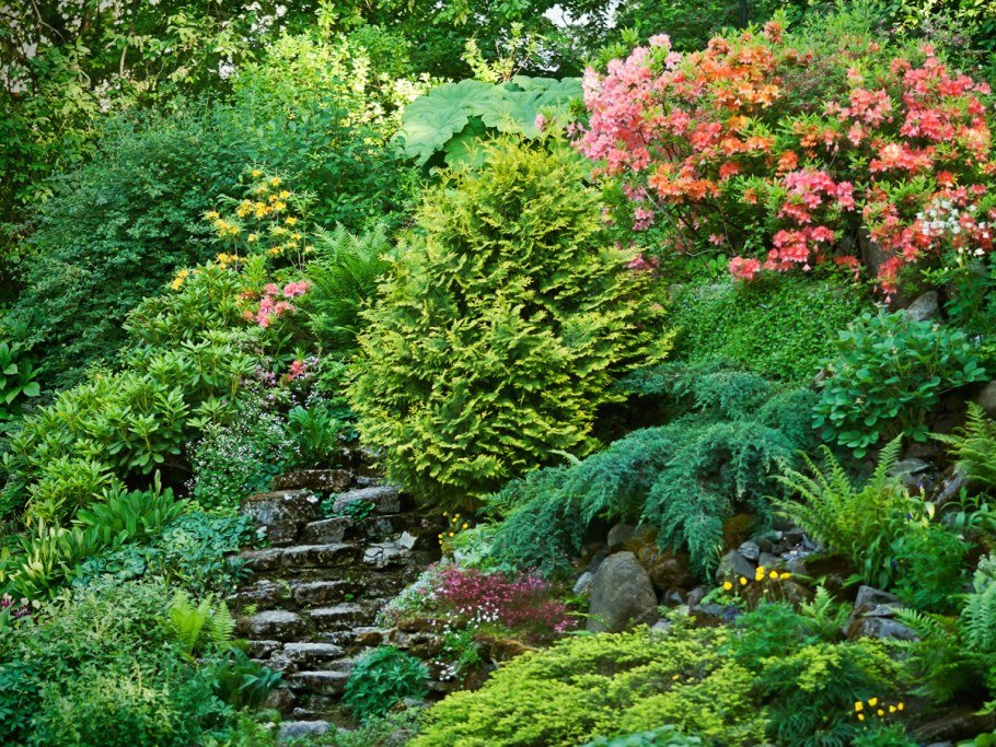 Ландшафт Хоста можжевельник горка
