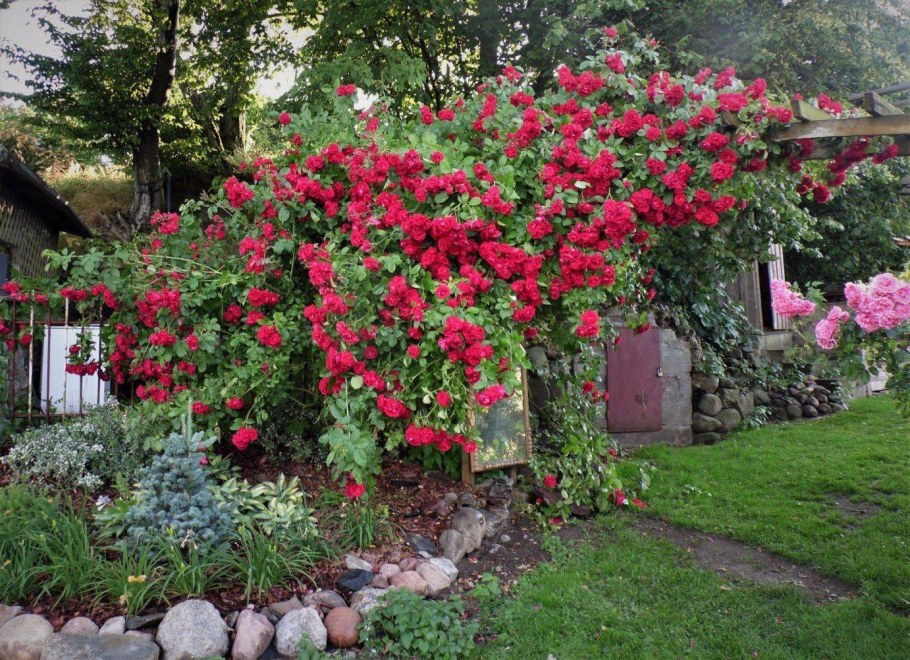 Роза плетистая ФОМОСТА