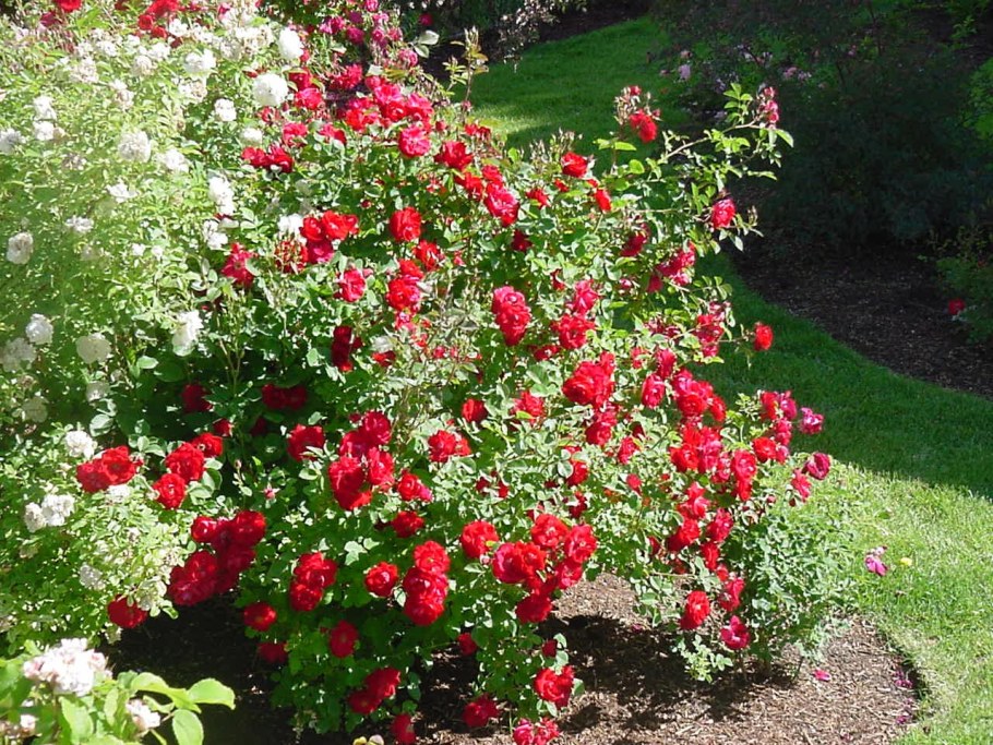 Роза Шамплейн канадская