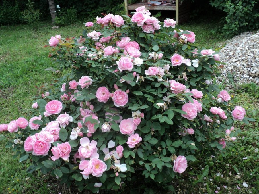 Роза John Davis (Джон Девис) (канадская)