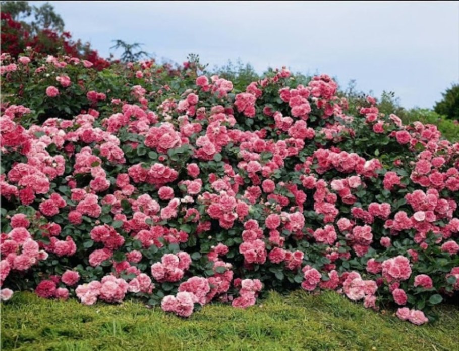 Роза плетистая Пинк Мушимара