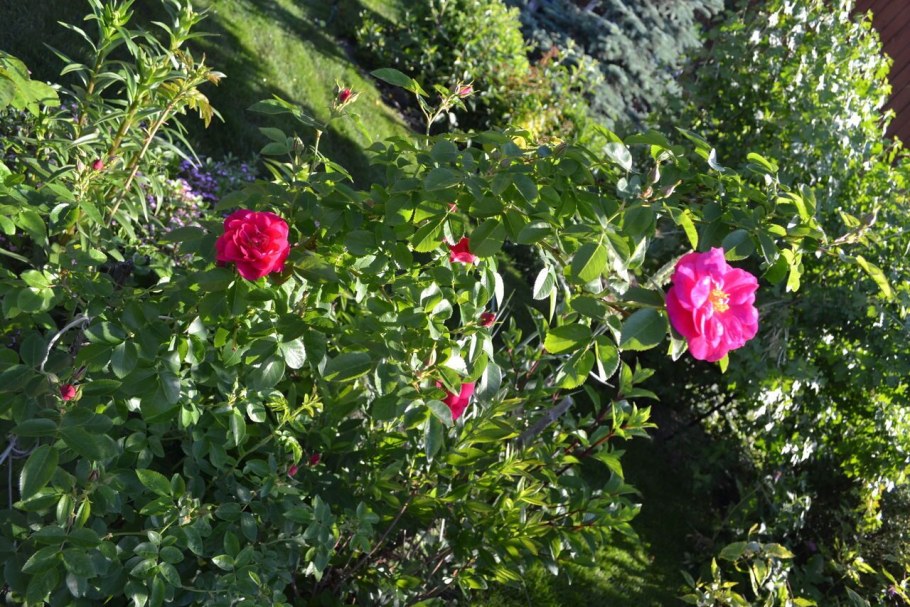 Роза канадская Маккензи