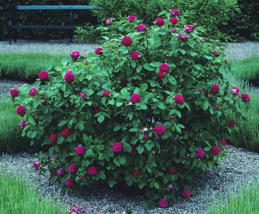 Роза Розария ютонс