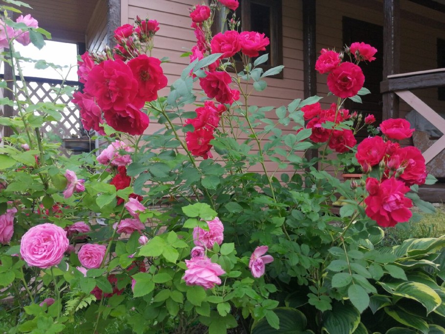 Роза канадская Парковая Аделаида Худлесс