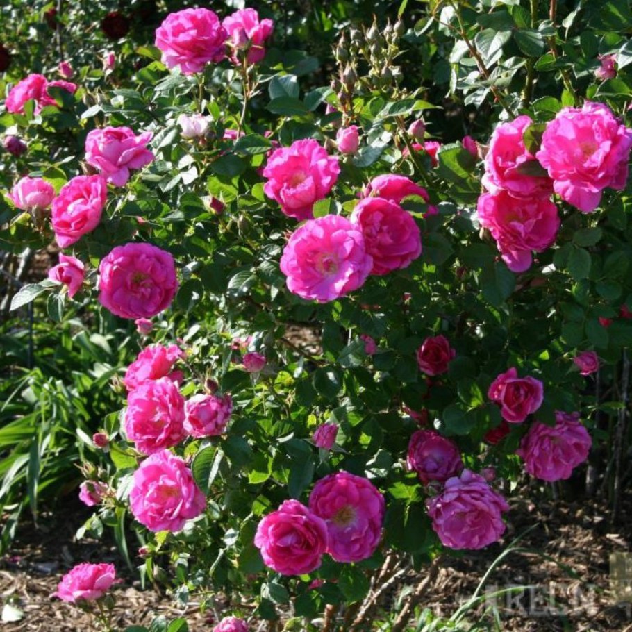 Роза канадская David Thompson