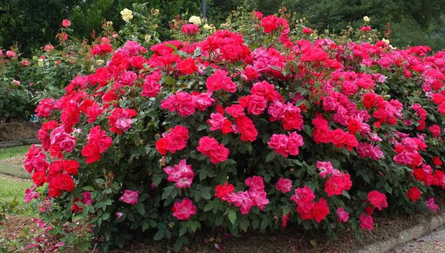 Роза Виннипег Паркс